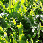 roquette
