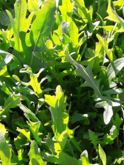 roquette