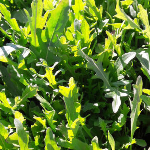 Roquette, en botte