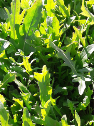 roquette