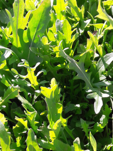 roquette