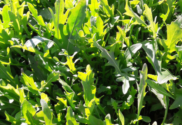 Roquette, en botte
