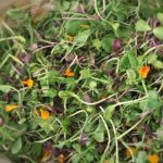 salade_micropousses