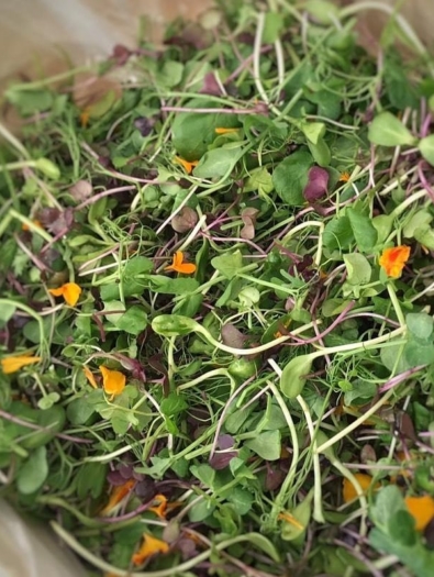 salade_micropousses
