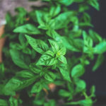 basilic