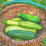 courgettes