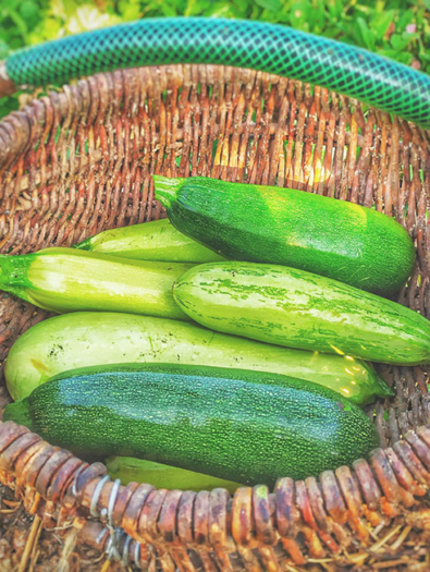 courgettes