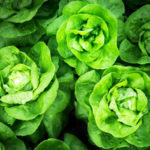 salade