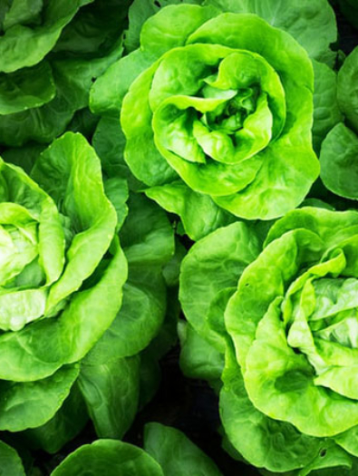 salade