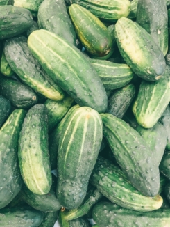concombre