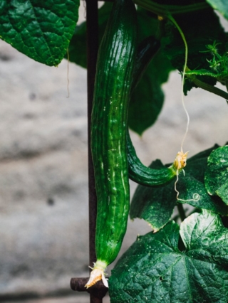 markus-spiske-4DTzukt0Ozs-unsplash