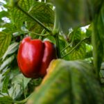 poivron rouge