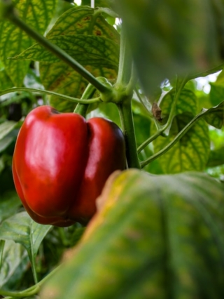 poivron rouge