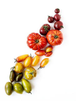 tomates