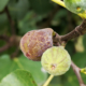 figues
