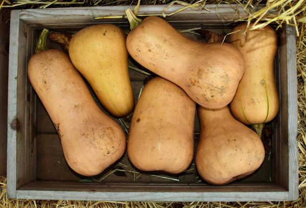 Courge Butternut > 1kg