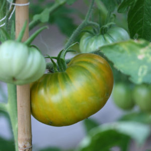 tomate-evergreen