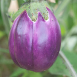 aubergine-violetta-di-firenze-ab