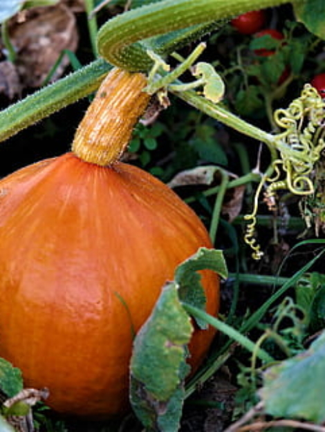 pumpkin-garden-vegetables-autumn-thumbnail