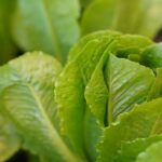 sebbi-strauch-oy3prrcE71M-unsplash