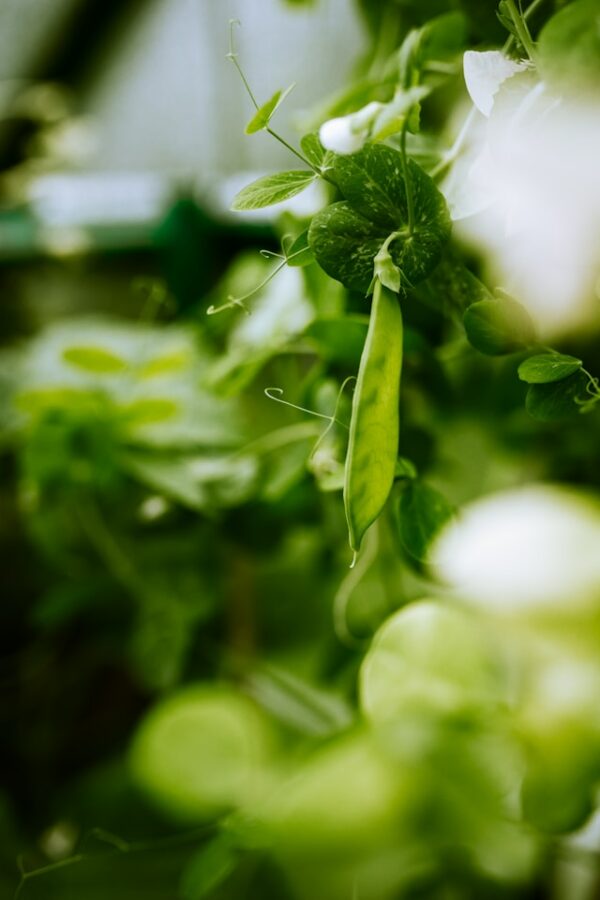 Petits pois Sucré Mangetout