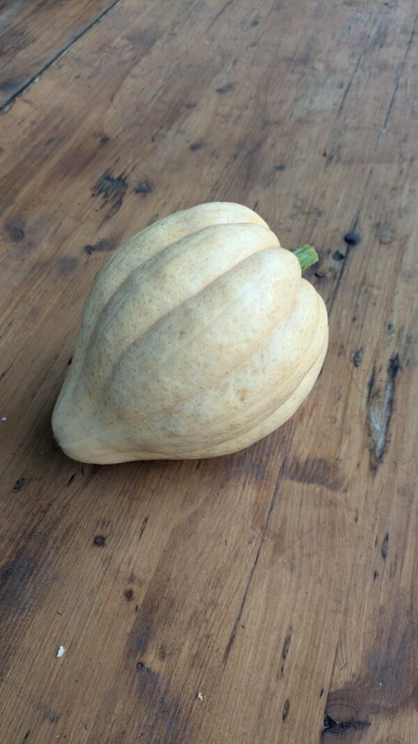 Courge Thelma > 1kg
