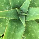 aloe