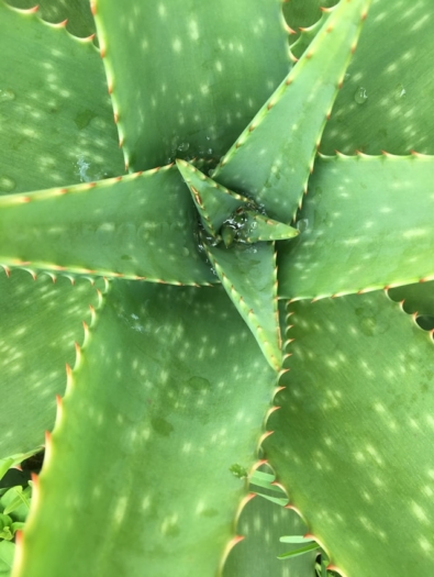 aloe