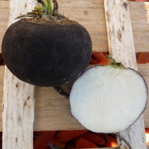Radis Rond Noir