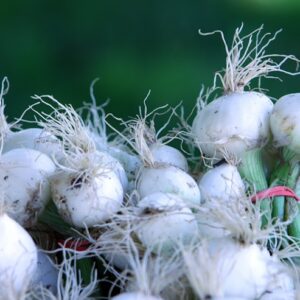 Oignons blancs frais