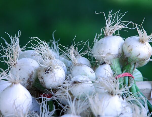 Oignons blancs frais