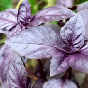 Basilic Rouge