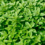 fin-vert