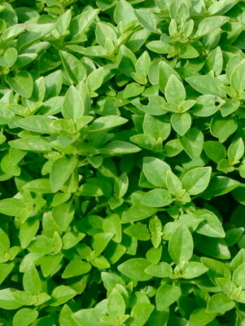 fin-vert
