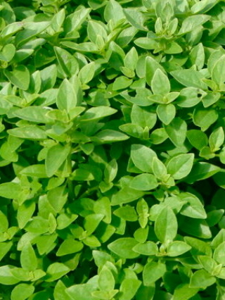 fin-vert