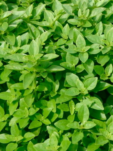 fin-vert
