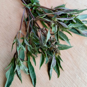 Basilic Vert de Guinée