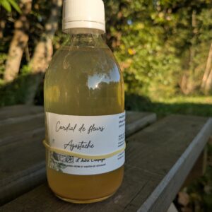 Cordial Agastache