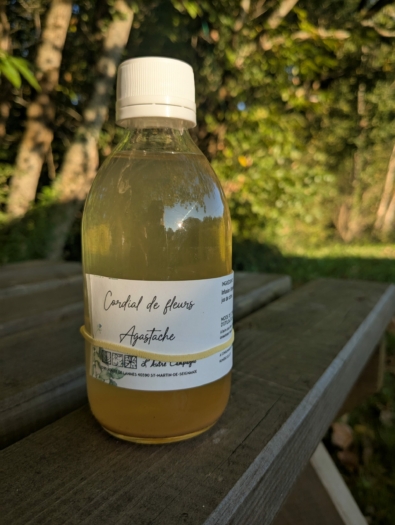 cordial_agastache