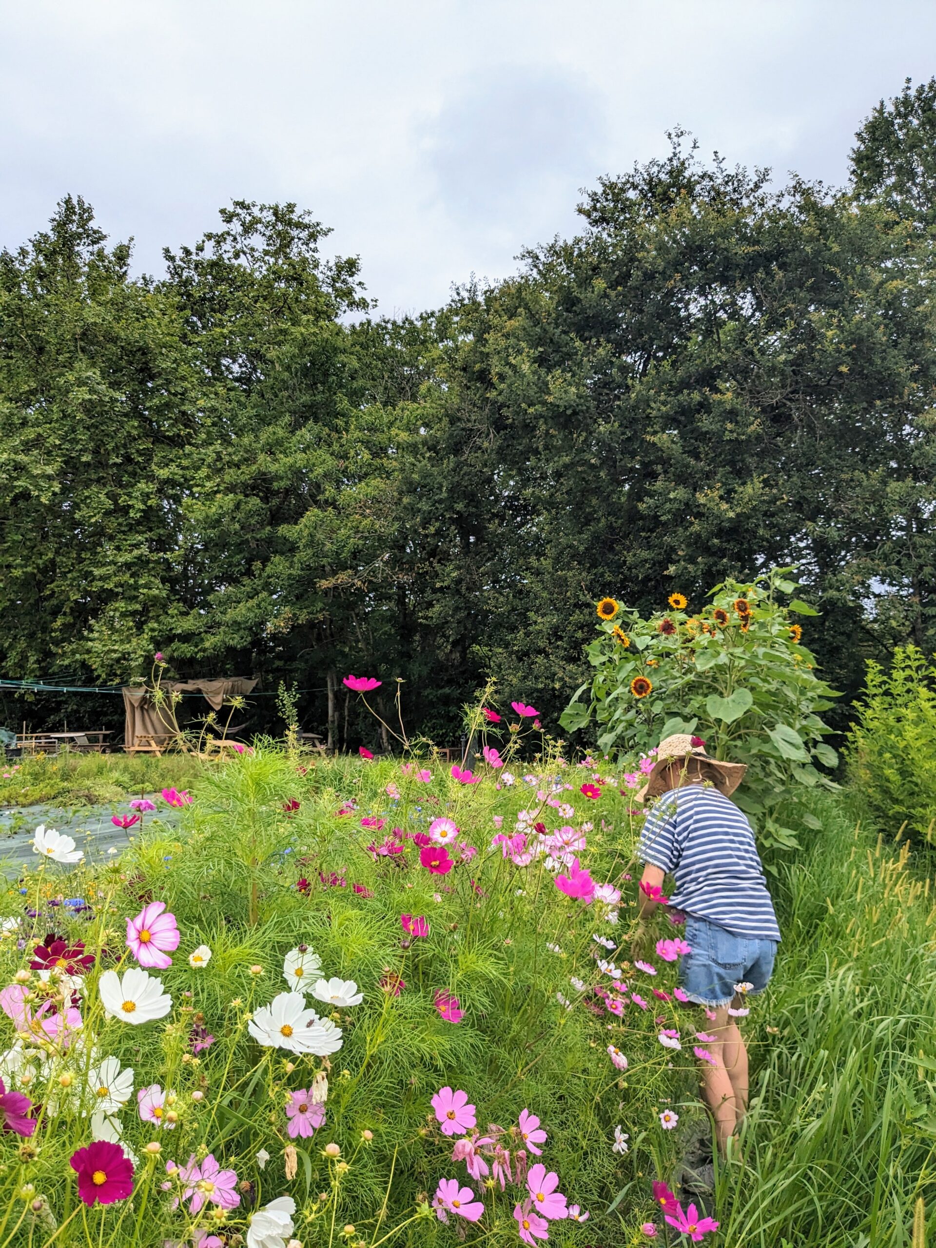 Ferme florale récolte
